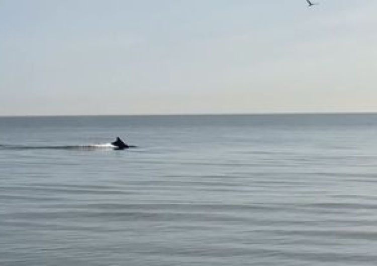Delfiny u wybrzeży Polski [video] Co za widok! Na plaży w Jastrzębiej Góry zaobserwowano... dwa delfiny!