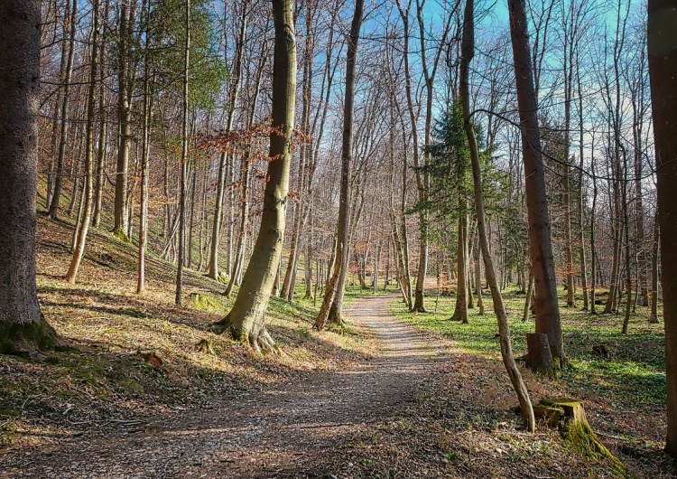 Lasy Państwowe pozywają ambasadę rosyjską
