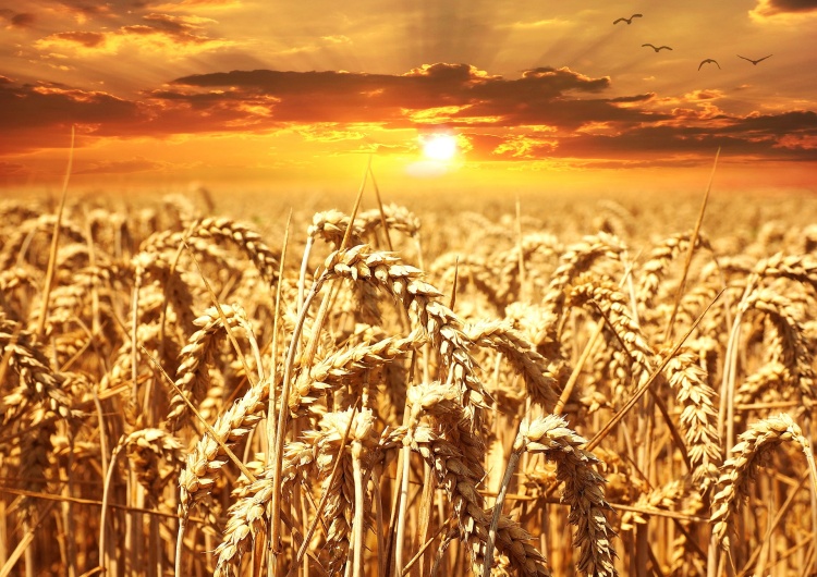Mogli zastąpić Ukrainę na światowych rynkach zboża. Ale nie chcą