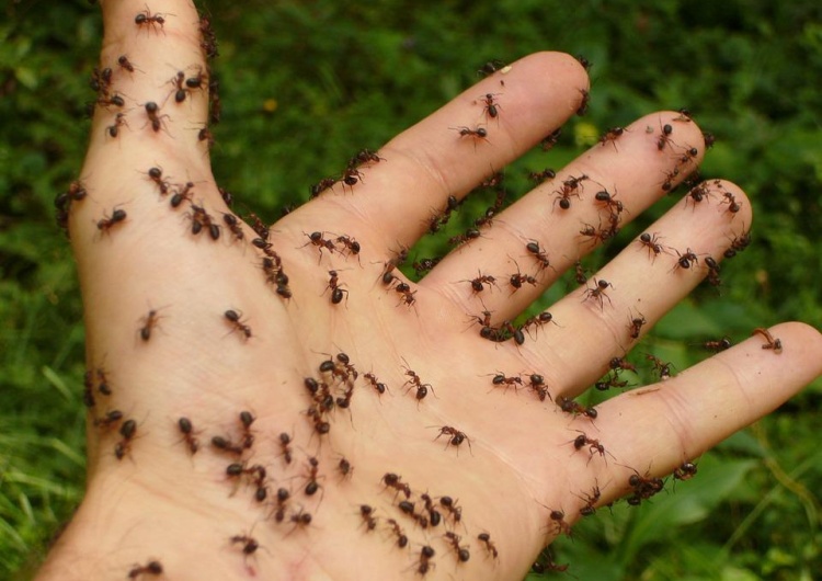 Plaga „żółtych szalonych mrówek”. Insekty plują niebezpiecznym kwasem