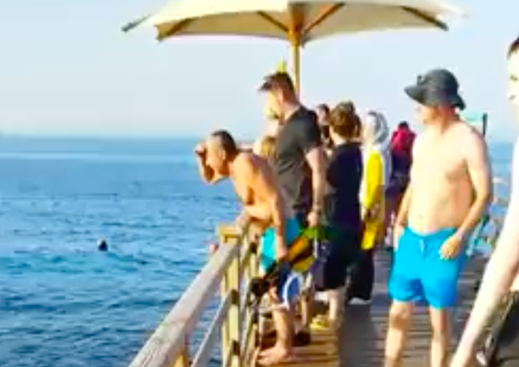  Śmiertelne ataki rekina w pobliżu popularnego kurortu. Biuro podróży zabiera głos