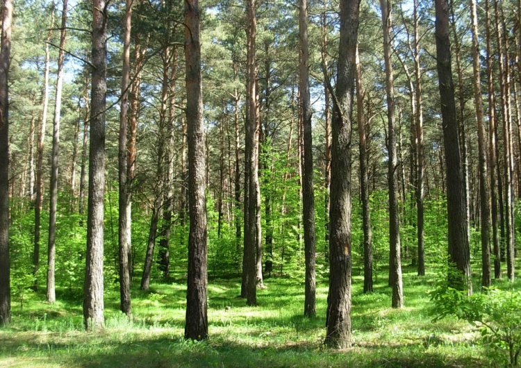 Bór świeży w Puszczy Bydgoskiej Nowy problem polskich lasów. Złodzieje kradną… mech. „Najczęściej jest wywożony do Niemiec”