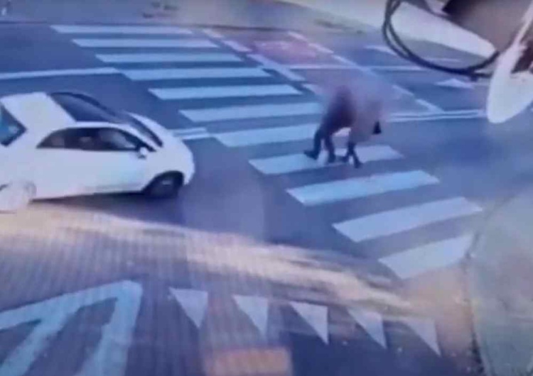 Wypadek w Zielonej Górze  Poważny wypadek w Zielonej Górze. Kobieta potrąciła dwie osoby [WIDEO]
