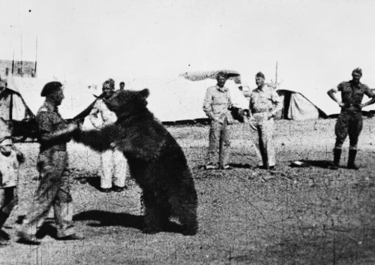 Ulubionym sportem Wojtka były zapasy z żołnierzami 22 Kompanii 75 lat temu miś Wojtek rozstał się z żołnierzami Armii Andersa