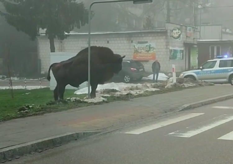  Zaskakujące sceny w Hajnówce. Żubr uciekł… gdy zobaczył policję [WIDEO]