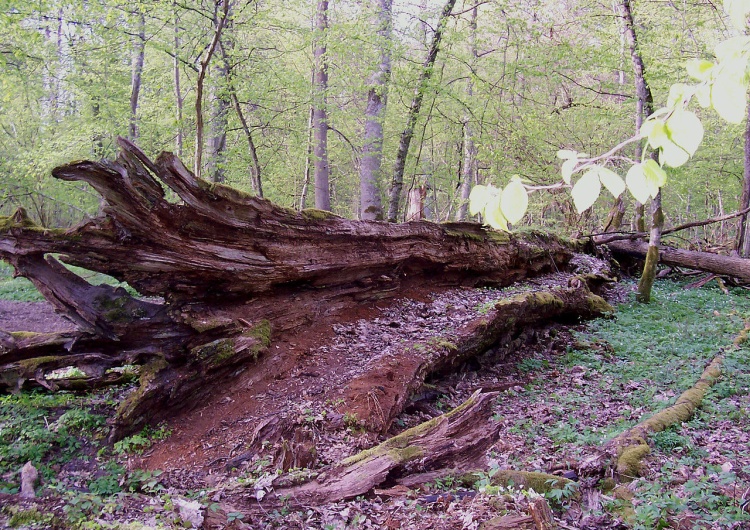 Białowieski Park Narodowy Wiceminister: „Sytuacja Puszczy Białowieskiej jest dramatyczna”