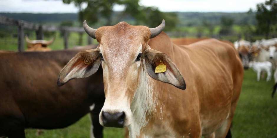 Jarosław Sachajko: Jest sposób na zablokowanie umowy UE-MERCOSUR
